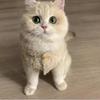 Одежда для кошек Золотой градиент Осень и Зима Теплый жилет Плюшевая одежда для питомцев Зимняя одежда для щенков и собак Хлопковая одежда Товары для питомцев