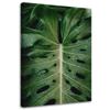 Canvas Print, Tropical Monstera
