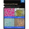 AOSVI Research-Grade Phase Contrast Biological Microscope