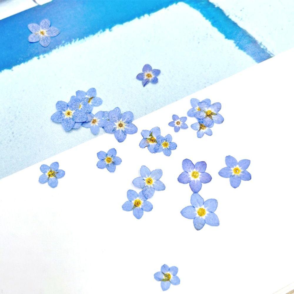 DIY Natural Candle Making Jewelry Dried Flowers Don't Forget Me Forget-Me-Not Pressed Flower
