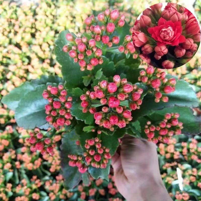 [Kalanchoe Double Petal] Four-Season Blooms Potted Plant for Indoor Balcony with Buds