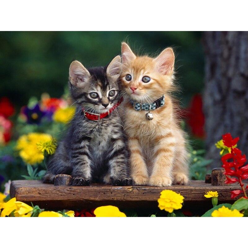 5D алмазная живопись животное милый кот Алмазная вышивка крестиком стразы полная квадратная круглая дрель фотографии искусство домашний декор