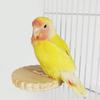 Жердочка для птиц Устойчивая Игрушка для жевания и игры Клетка для попугайчиков Жердочка для стояния Для попугайчика Кореллы Неразлучника Канарейки Какаду Зяблика Живая