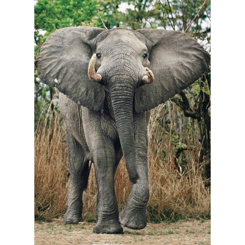 Слон DIY 5D алмазная живопись полная круглая дрель животное Алмазная вышивка крестиком мозаика наборы настенное искусство домашний декор