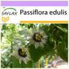 Маракуйя - 40 семян - Passiflora edulis