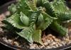 SAFLAX Tiger Jaw - 40 семян - Faucaria tigrina