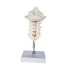 7 Section Cervical Vertebra Model Spine with Nerve Arteries,PVC Human Skeleton for