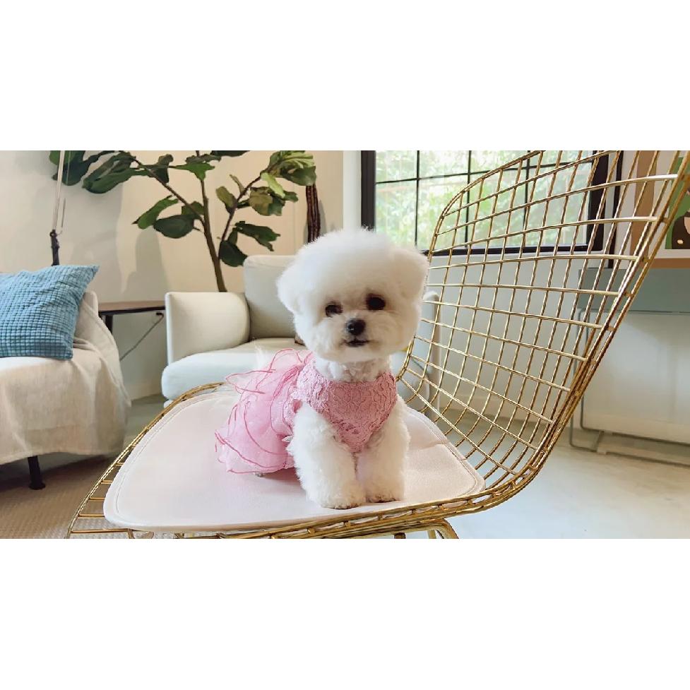 Spring and Summer Light and Cool Breathable Pink Jacquard Delicate Lace Dress Kitten Small Dog Spring and Summer Clothes