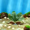 Hammock Resting Oviposition Leaves Simulation Fish Tank Plants Betta Leaf Aquatic Plants