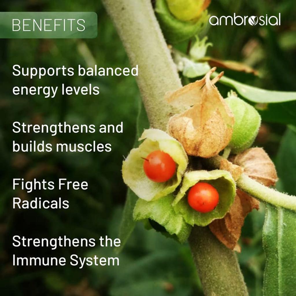 Ambrosial Ashwagandha Capsules 500 мг на капсулу | Высокоэффективный порошок корня ашваганды | Травяная добавка с поддержкой иммунитета (Пакет из 1)