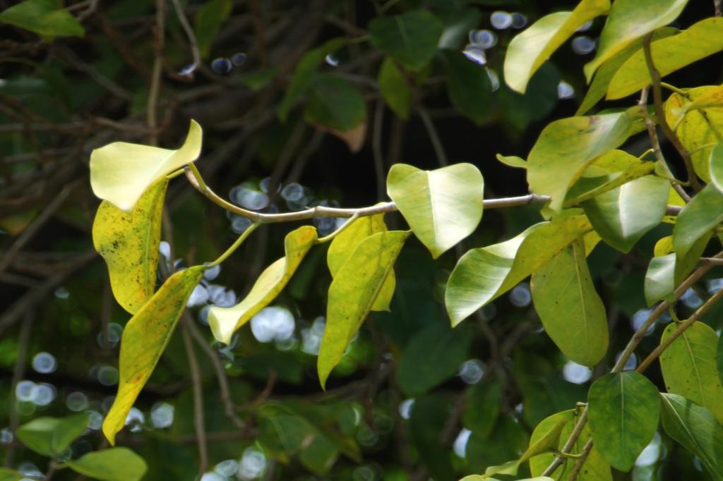 SAFLAX Индийский баньян - 20 семян - Ficus benghalensis