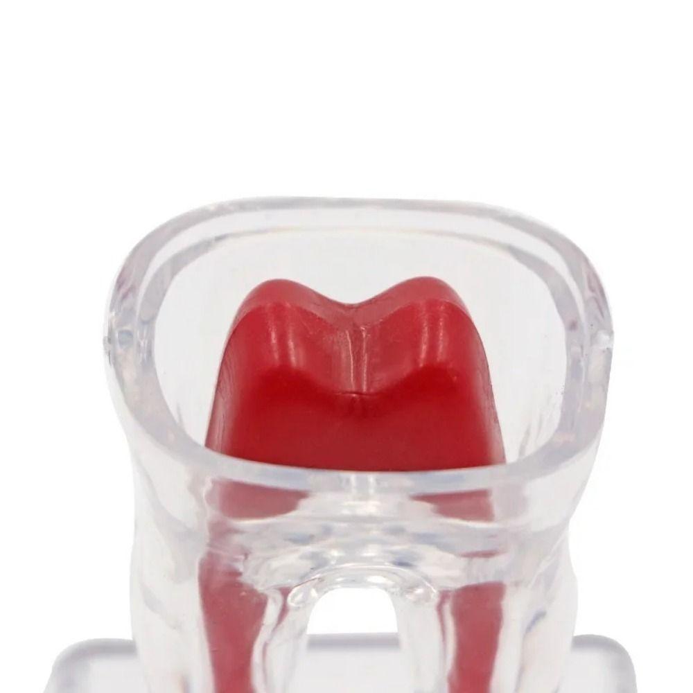 With Base Dental Anatomical Structure Tooth Disintegration Ornaments Practice Studying Tool
