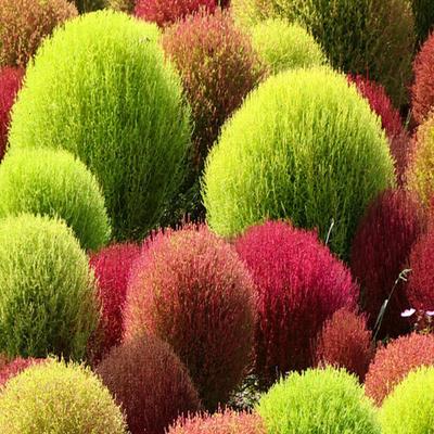 300 семян кочи а метла под названием Летний кипарис (кохия скопария)