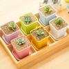 Plastic Plants Flower Pots Horticultural Mini Seedling Pots Succulent Square Nursery Pots Garden Accessoires with Drain Trays