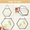 FINGERINSPIRE Hanging Glass Frame Brass Hexagon Wall Frames (6x6 Inches) for Display Pressed Plant Specimen Dried Flowers Black DIY Vintage Artwork