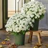 5 Букетов Высококачественные Градиентные Искусственные Ромашки УФ-стойкие Водонепроницаемые 21 Головка Имитация Цветов Гибкие Стебли