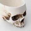 Цветочный Горшок Суккулентные Растения Хэллоуин Форма Черепа Стимпанк Домашний Декор