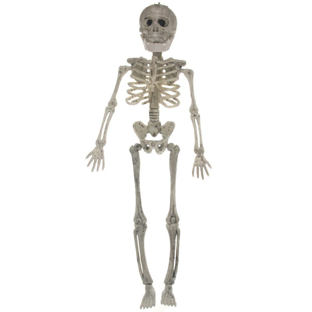 Skeleton Model Halloween Animal Skeleton Bat Mouse Lizard Scorpion Halloween Bats Skeleton Home