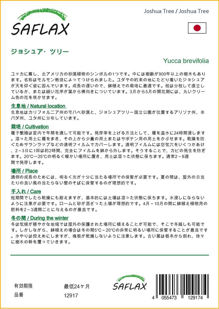 SAFLAX Дерево Джошуа - 10 семян - Юкка коротколистная
