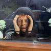 Жуткие Садовые Аксессуары, Подглядывающий Автостопщик, Реплика Маски для Внезапного Испуга, Хэллоуинские Наружные Украшения для Окон для Взрослых, Жуткая Розыгрышная Штука