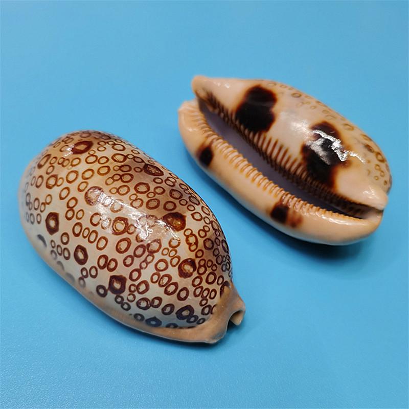 Редкий натуральный экземпляр раковины каури для аквариума или средиземноморского домашнего декора