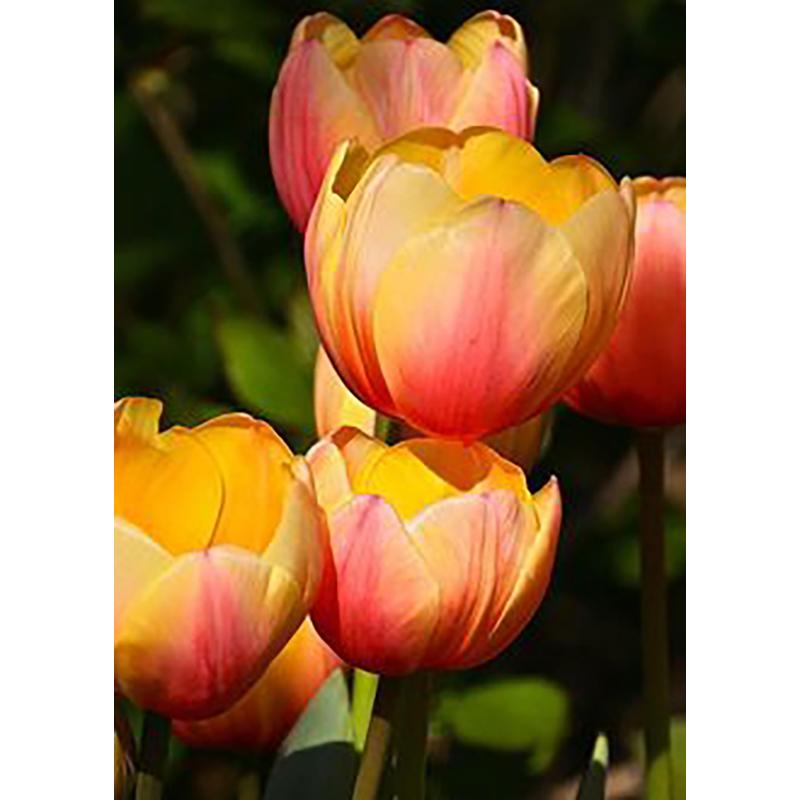 DIY 5D полный круглый дрель набор алмазов для рисования красивый цветок алмазная вышивка набор крестиков домашний декор подарок настенное искусство