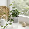 12 Set Dual Layers Self Watering Pots Clear Plastic Seedling Plant Pot  Plant Propagation