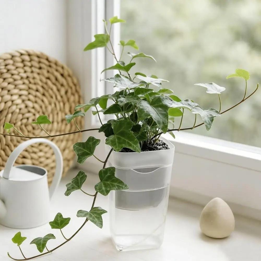 12 Set Dual Layers Self Watering Pots Clear Plastic Seedling Plant Pot  Plant Propagation