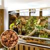 New Natural Coconut Chip Reptiles Bedding Compressed Coco Husk Chips Terrarium Substrate for Snake Gecko Lizard Bearded Dragon