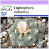 Peyote - 20 Seeds - Lophophora Williamsii