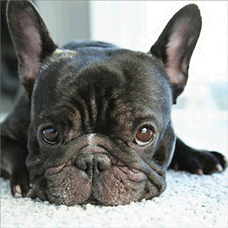 5D DIY алмазная живопись собака Алмазная вышивка животное вышивка крестиком полная круглая дрель со стразами ручное искусство домашний декор подарок