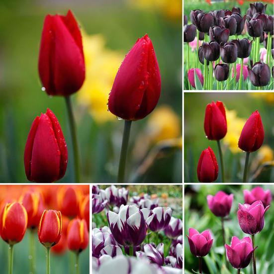 Men Boxer Underwear Mid-rise Elastic Waist U-Convex Shorts Briefs Patchwork Color