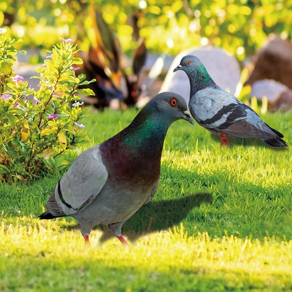 Double-Sided Printing Pigeon Sculpture Acrylic Pigeon Statues Wild Pigeon Decorations Realistic