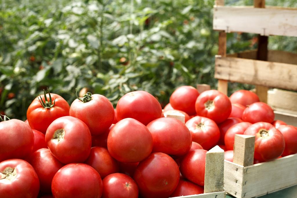 SAFLAX Garden in the Bag - Органический - Помидор - Saint Pierre - 15 семян - С субстратом в подходящем пакете-стойке - Solanum lycopersicum