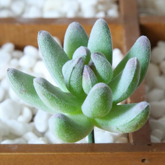 1шт пластиковые поддельные искусственные суккуленты растение бонсай сад домашний офис декор