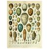 Vegetable Fruit Mushroom Animal Retro Poster Botanical Picture Science Prints On Canvas Home Bar Cafe Decor Art Wall Painting