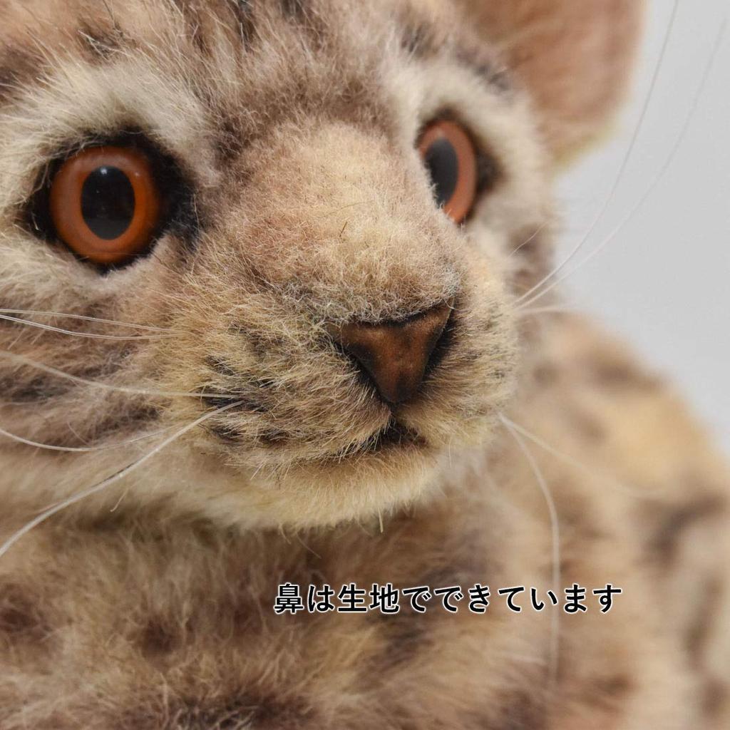 BH7844 HANSA Бенгальская кошка 35