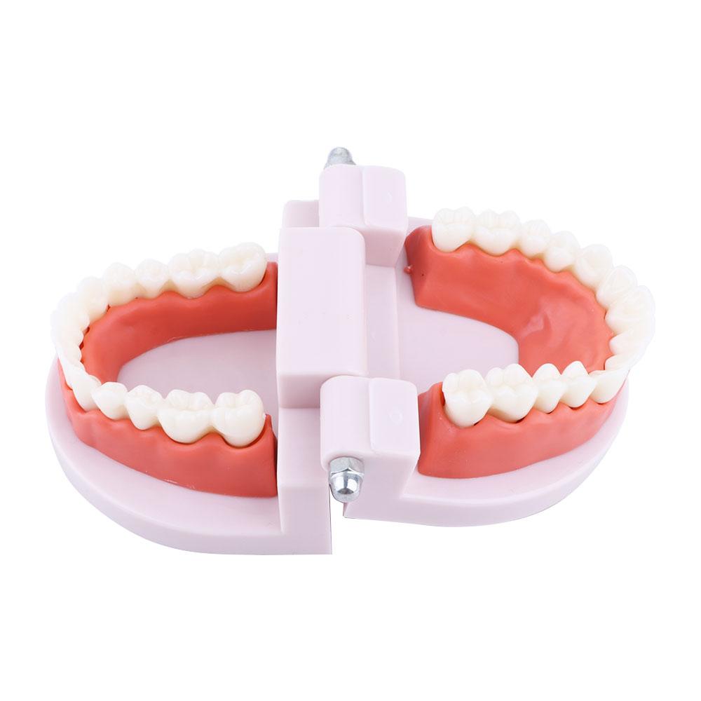 Demonstration Dental Teaching Teeth Model Denture Model Flesh Pink Gums Standard Teeth Model