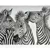 Full 5D Diy Diamond Painting Art Zebra Embroidery Cross Stitch Home Decor Handmade Gift