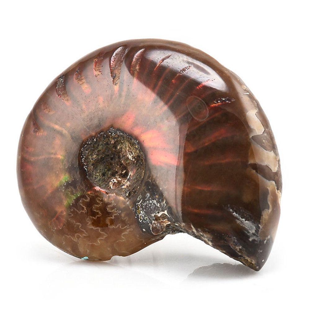 Crystal Collectibles Specimen Fossil Ammolite Facet Madagascar Stone Natural Iridescent Ammonite