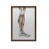 Mięśnie Podudzia Prawiej Kończyny Dolnej - Widok Boczy (Norma Lateralis) - Plakat Anatomiczny Mięśnie Podudzia Prawiej Kończyny Dolnej - Widok Boczy (