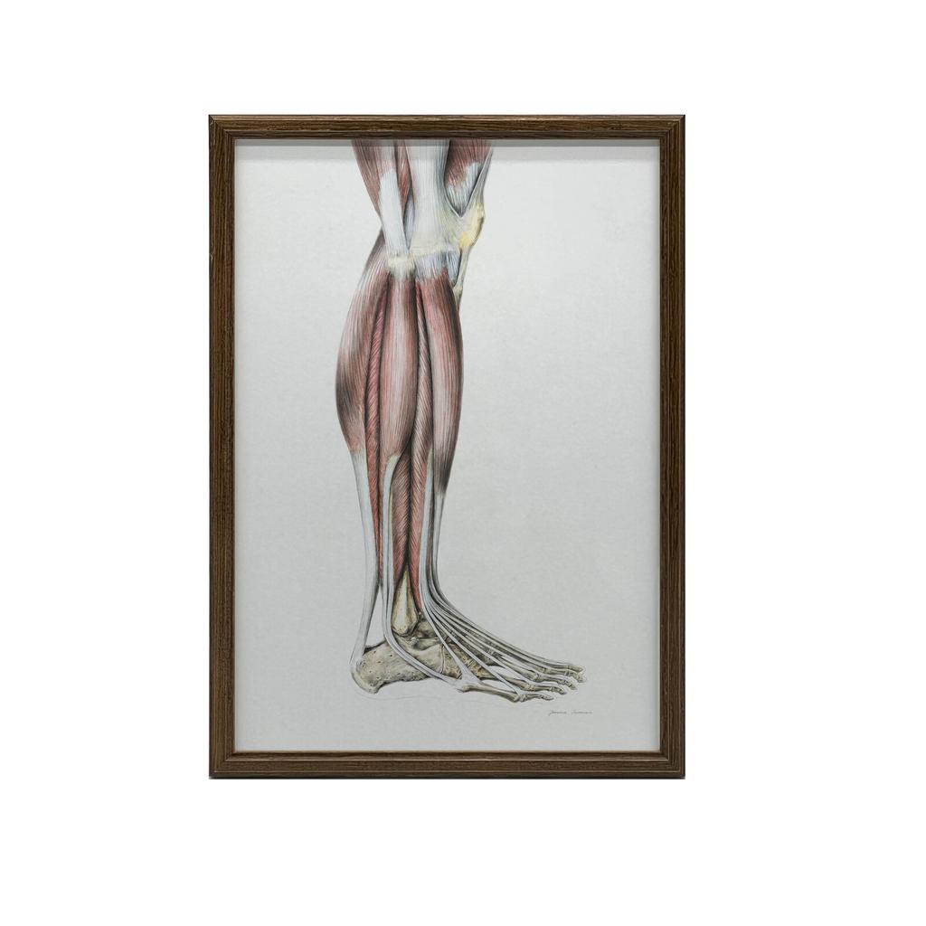 Mięśnie Podudzia Prawiej Kończyny Dolnej - Widok Boczy (Norma Lateralis) - Plakat Anatomiczny Mięśnie Podudzia Prawiej Kończyny Dolnej - Widok Boczy (