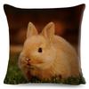 High Resolution Animal Photography Print Cushion xcm Realistic Rabbit Imagery Soft Natural Lighting Gentle Color Palette