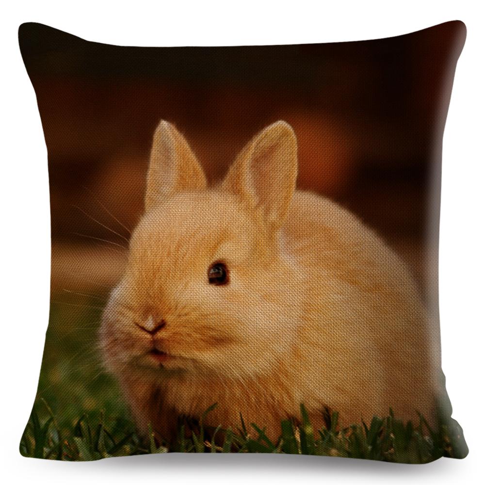 High Resolution Animal Photography Print Cushion xcm Realistic Rabbit Imagery Soft Natural Lighting Gentle Color Palette