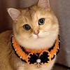 A Hand-Woven Polyester Fiber Halloween Pet Collar Costume with Pumpkin Ghost Spider Pattern, Cartoon Charm Necklace, Suitable for Medium Dogs and Cats