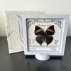 Фоторамка с настоящим образцом бабочки, DIY 3D украшение/орнамент/декор для мебели