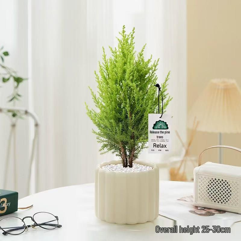 Fragrant Evergreen Pine Desktop Potted Plant - Year-Round Office Decoration, Christmas Ornament, Easy-Care Green Seedling