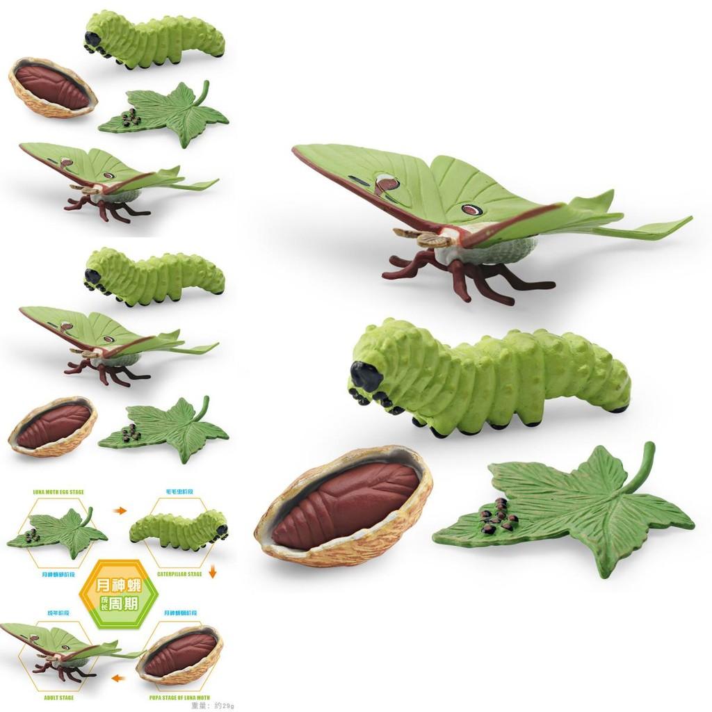 Реалистичная ПВХ Модель Цикла Роста Лунного Мотылька из 4 Частей Детализированный Набор Фигурок для Демонстрации