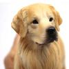 Realistic Golden Retriever Model Large Lifelike Dog Statue Pet Decor Educational Toy Birthday Gift