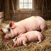 PP Cotton Filled Poultry Throw Pillows 40cm Size Pig Keychain Animal Cushion Doll Toys  Bedroom Use